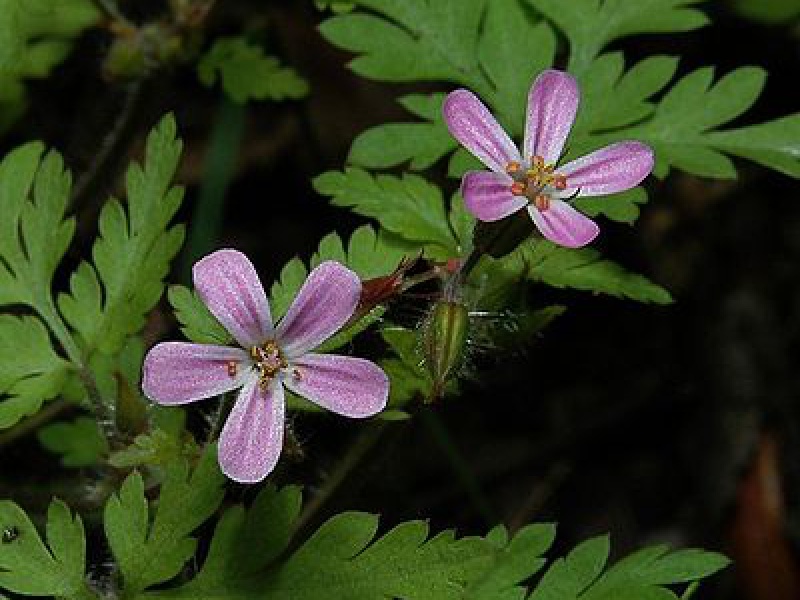 Герань Роберта