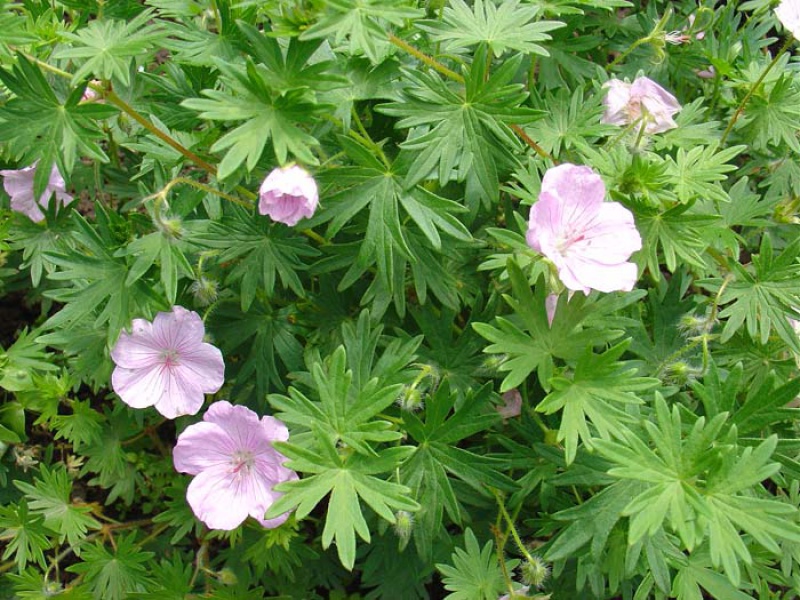 Герань кроваво-красная