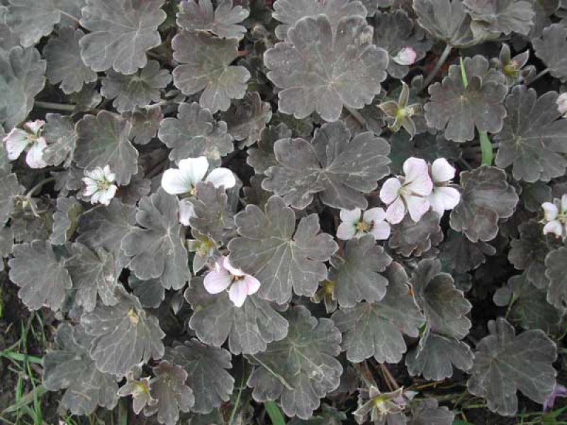 Герань сидячецветковая