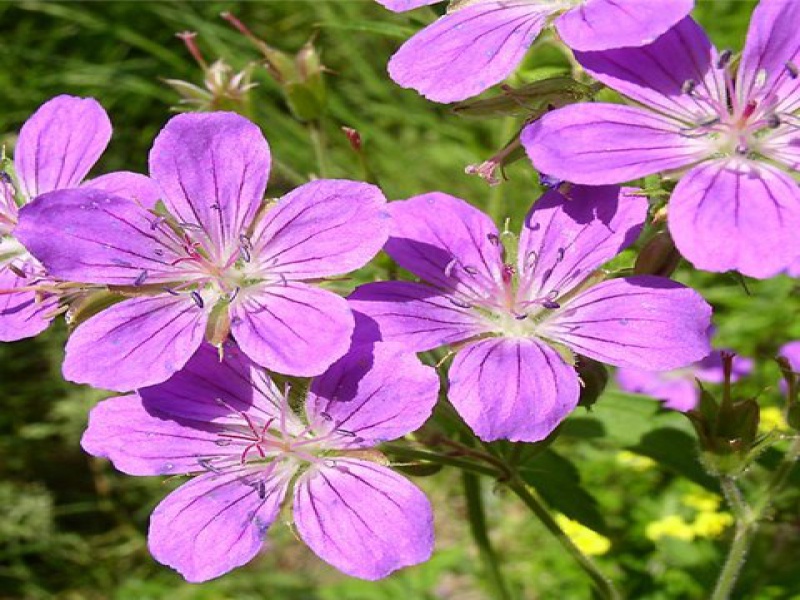 Герань лесная