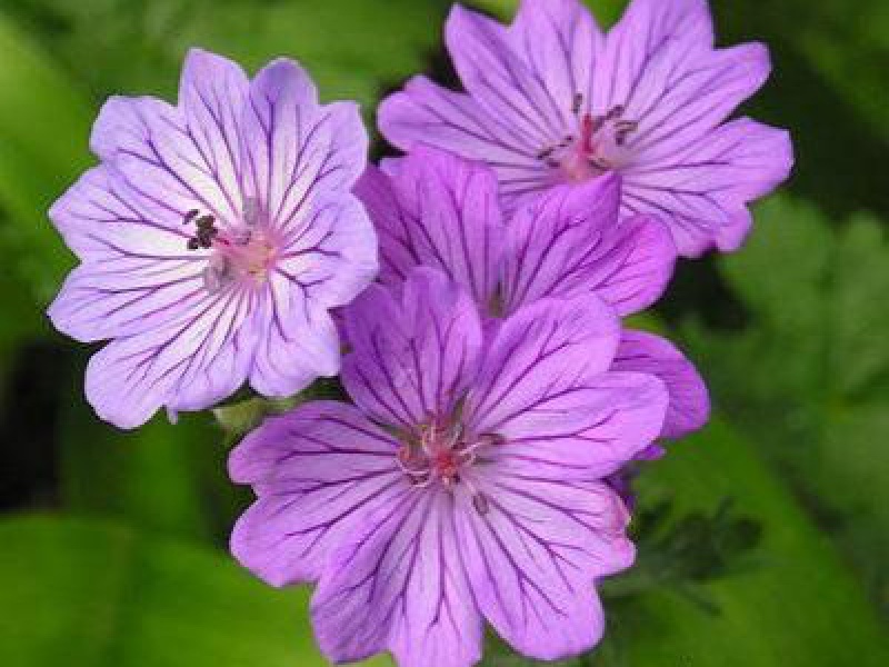 Герань клубненосная