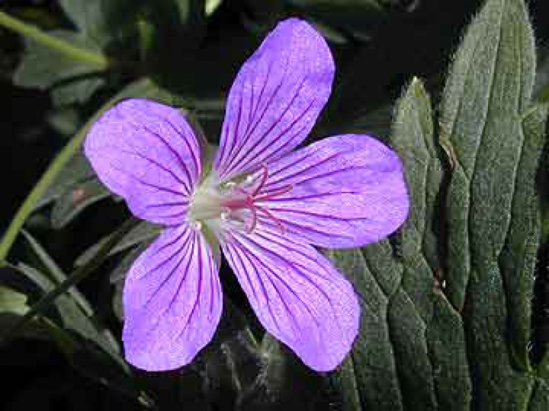 Герань маньчжурская