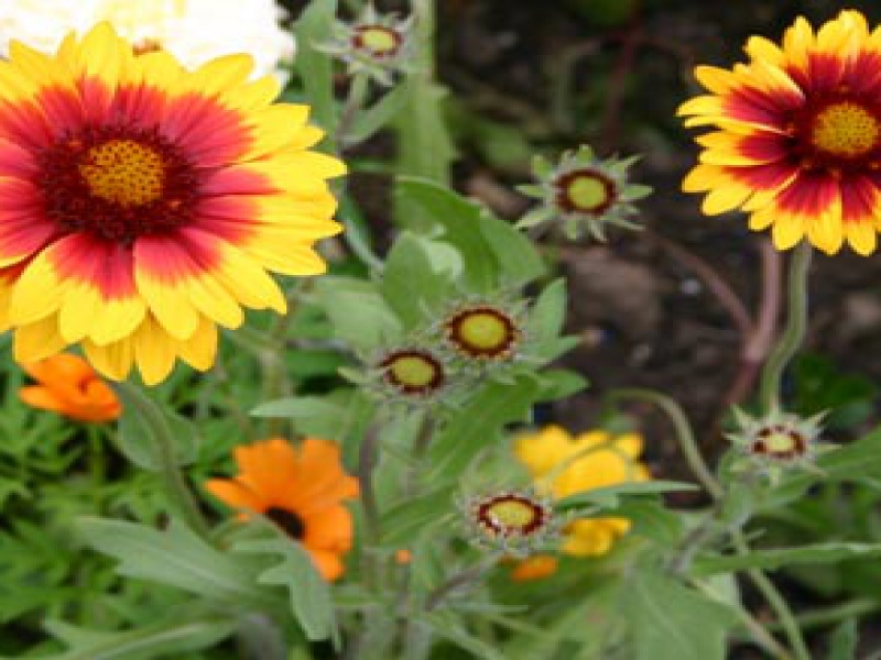 Гайллардия гибридная