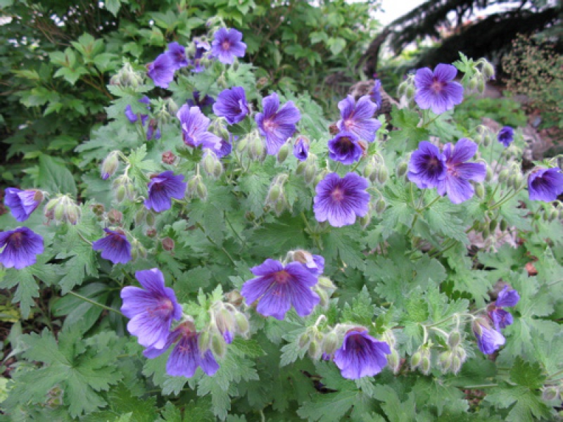 Герань великолепная или пышная