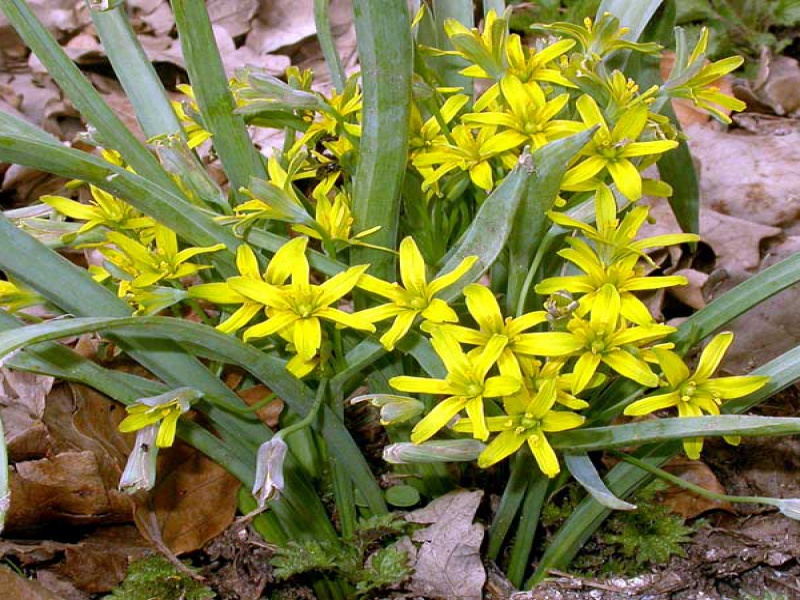 Гусиный лук, или Птичий лук, или Гейджия