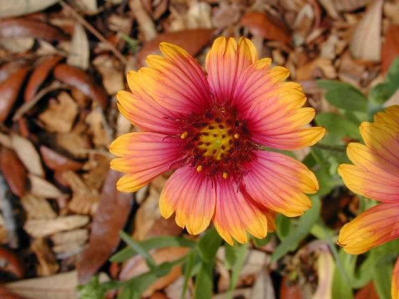 Гайллардия красивая