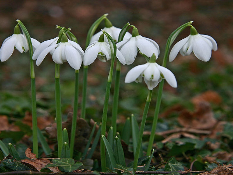 Подснежник, или Галантус