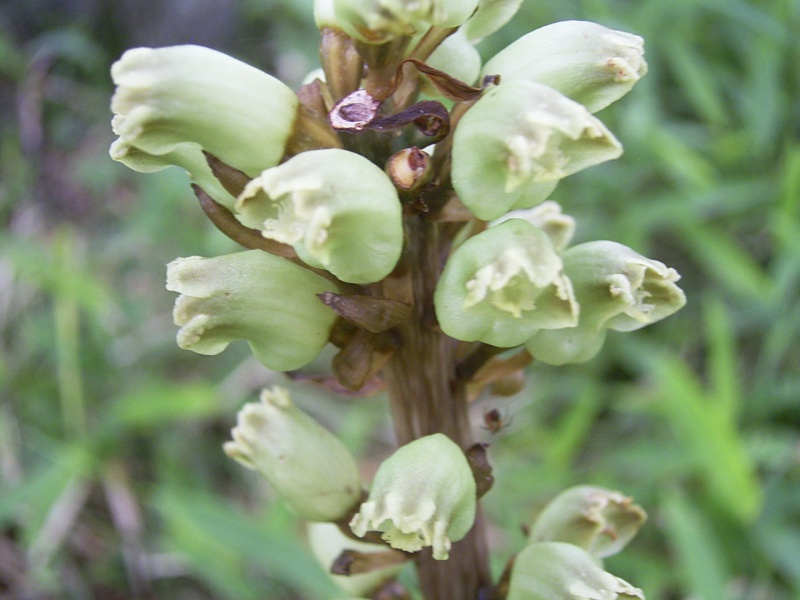 Пузатка высокая