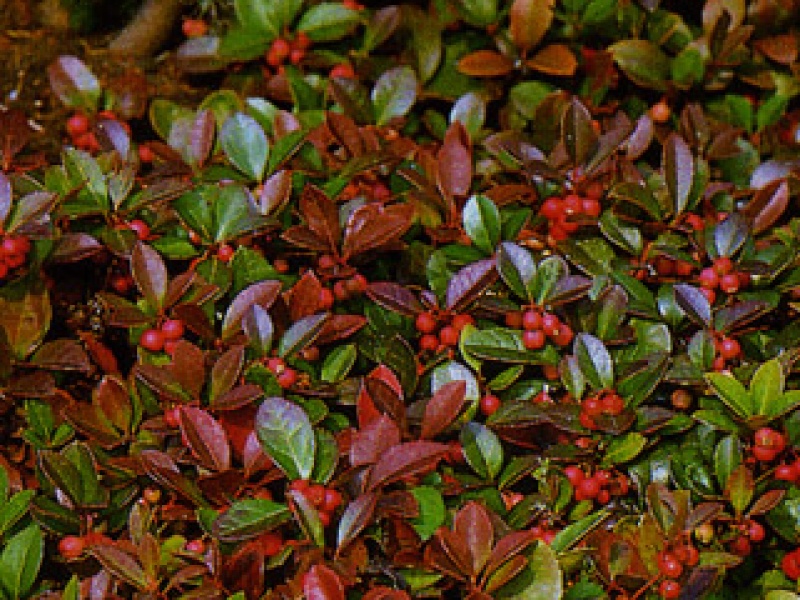 Gaultheria, red carpet berry