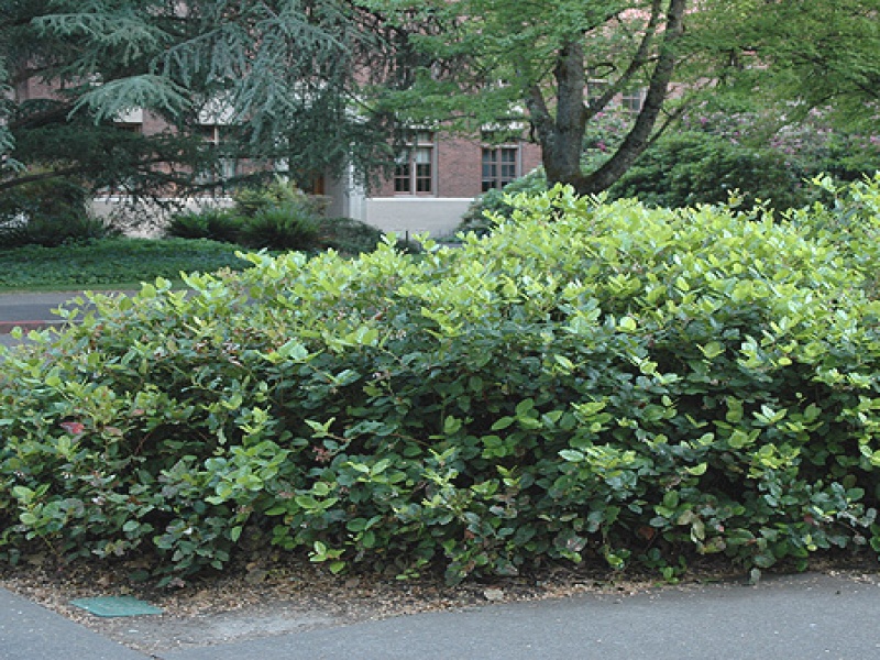 Гаультерия шаллон