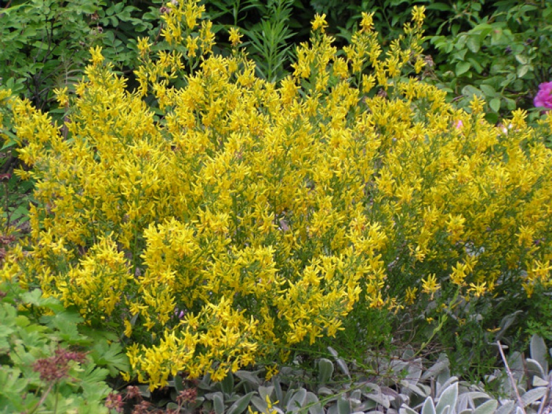 Дрок красильный