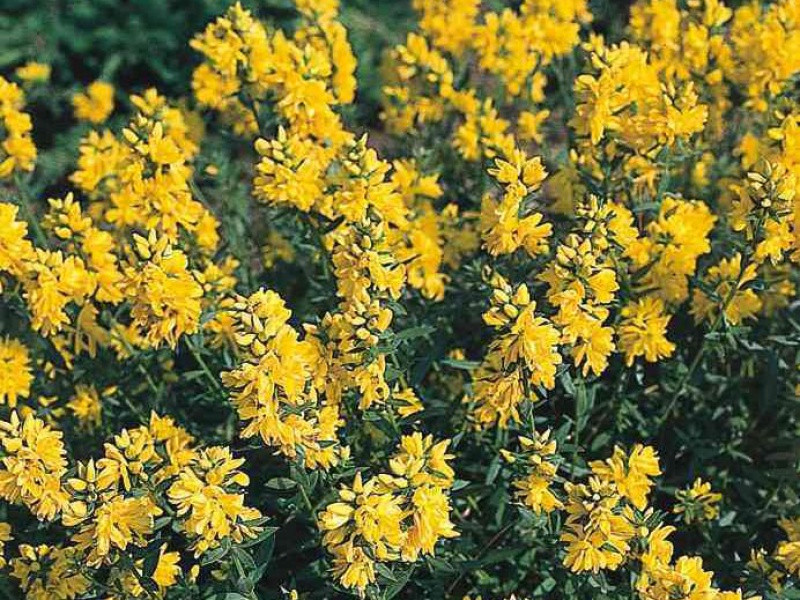 Дрок красильный «Плена»