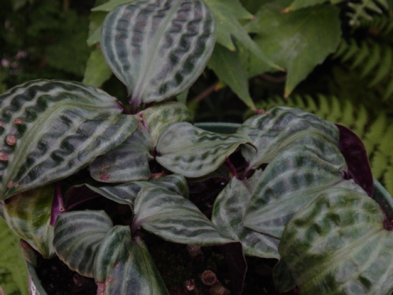 Геогенантус