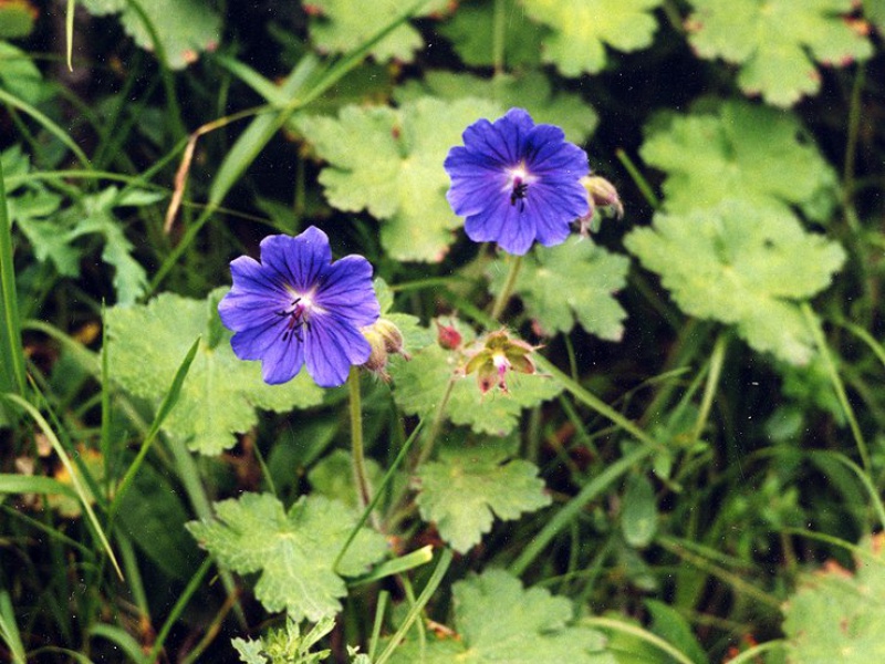 Герань грузинская