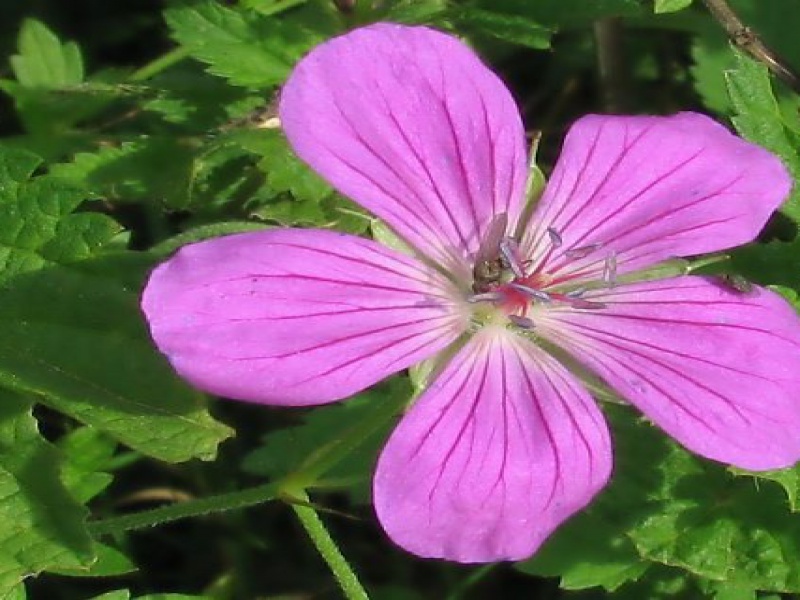 Герань болотная