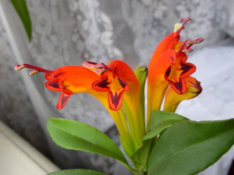 Геснериевые