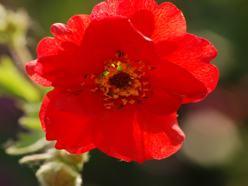 Гравилат чилийский