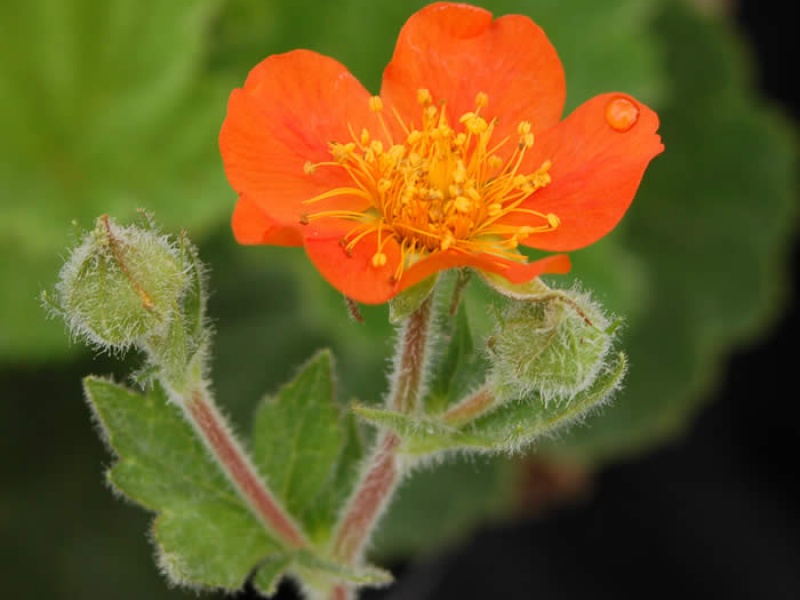 Гравилат ярко-красный