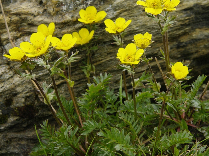 Гравилат росса