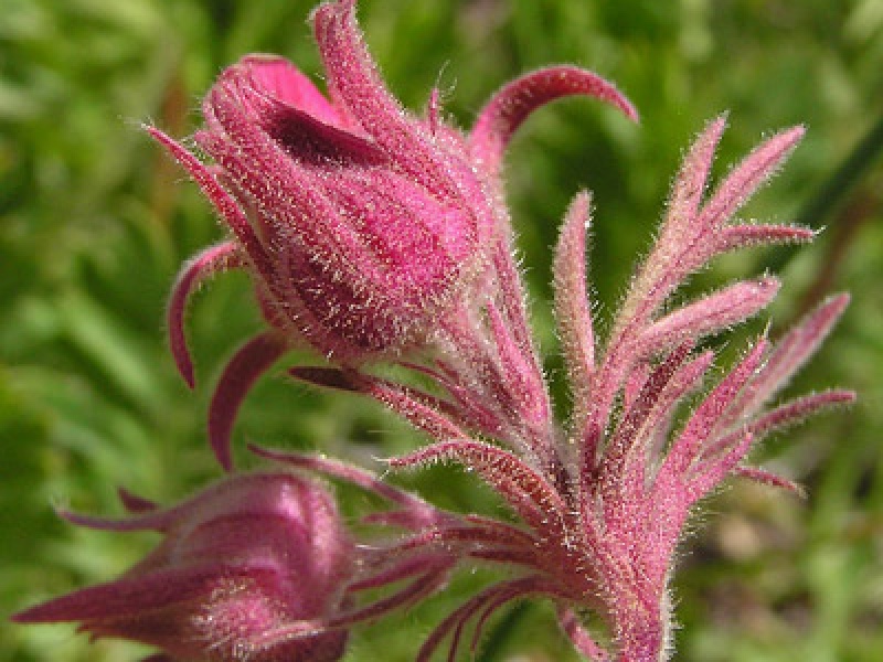 Гравилат трифлорум