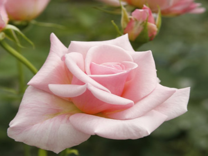 Роза Чайно-Гибридная