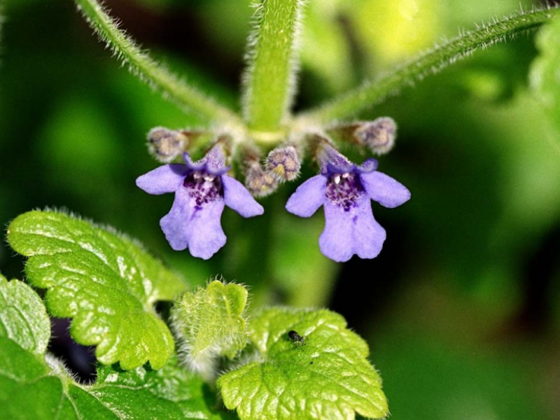 Будра волосистая