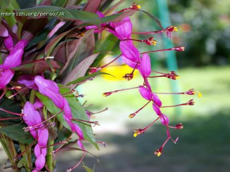 Глобба Винита