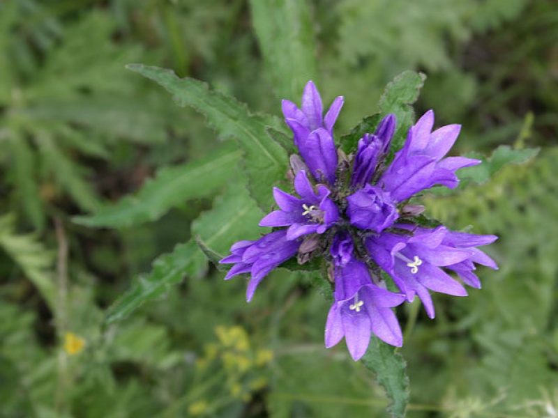 Колокольчик сборный