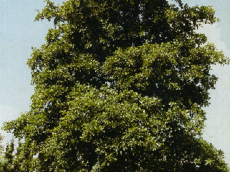 Black alder, red alder