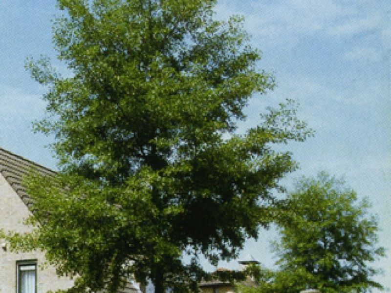 Black alder with divided leaves