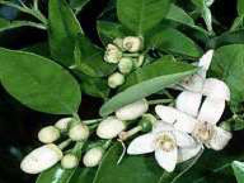 Грейпфрут комнатный