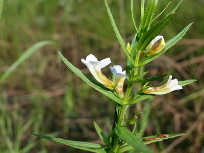 Авран лекарственный