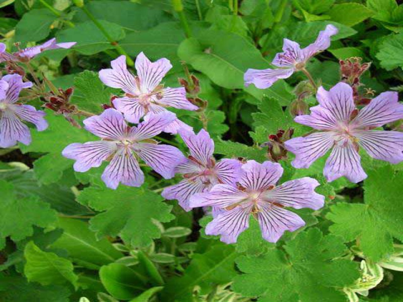 Герань серая или Ренарда