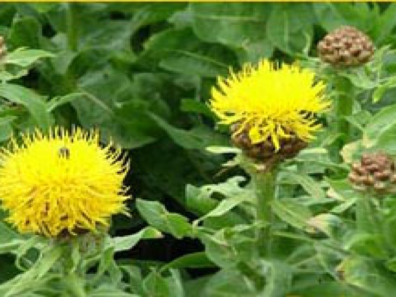 Гроссгеймия