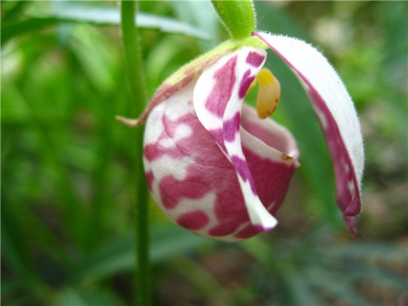 Башмачок пятнистый, крапчатый