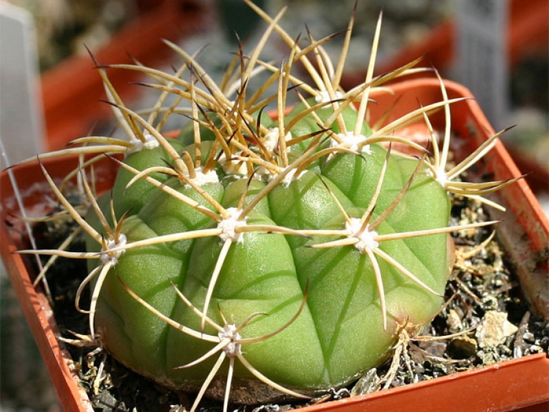 Гимнокалициум