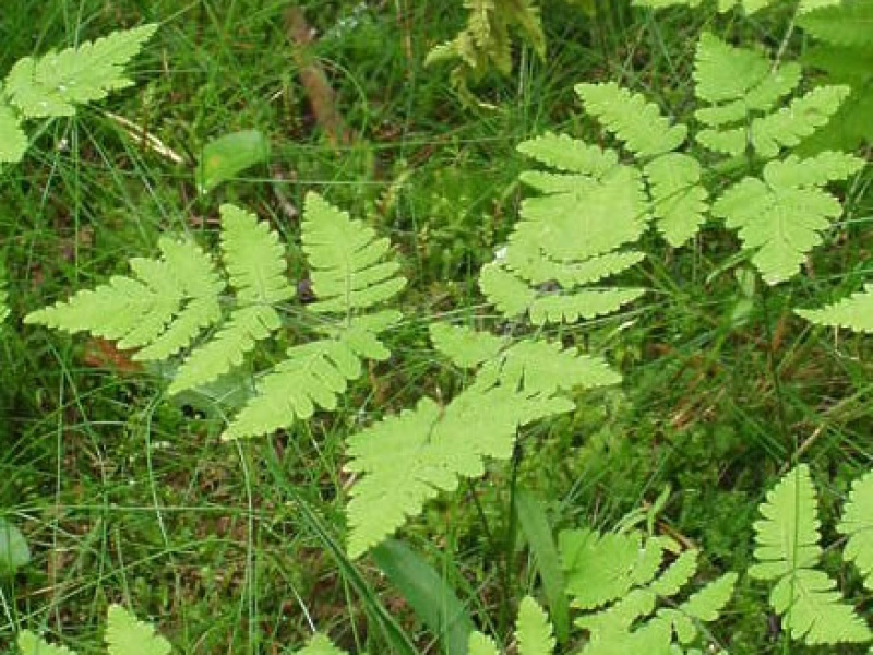 Голокучник