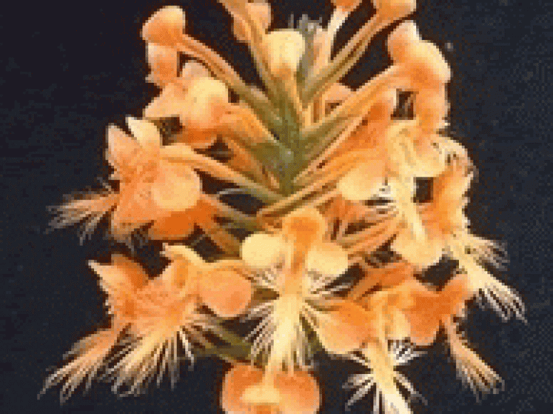 Поводник реснитчатый