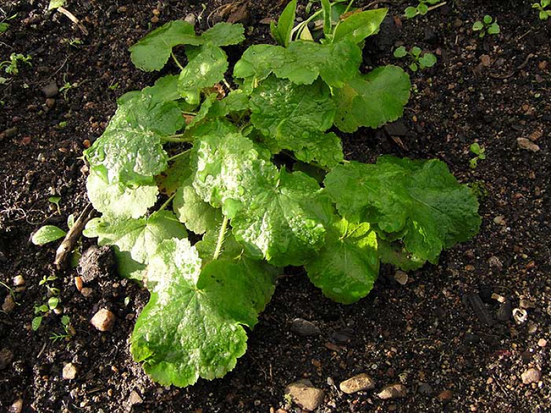 Гейхера цилиндрическая