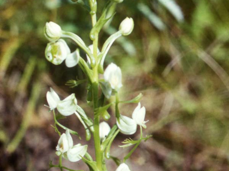 Поводник иезский