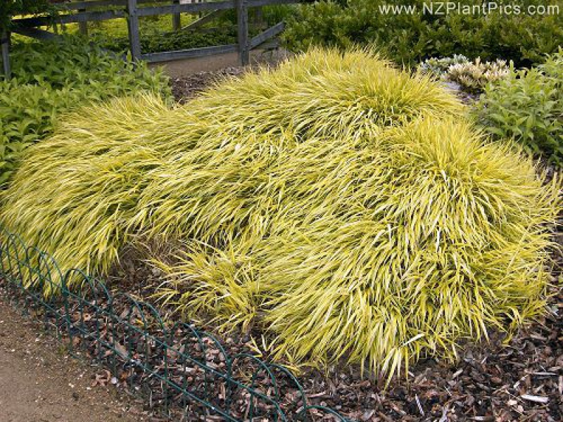 Хаконехлоа большая