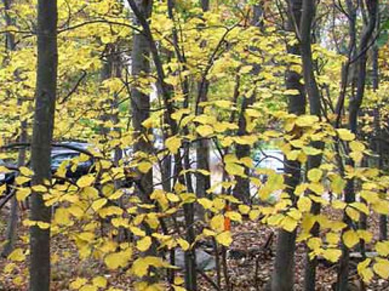 Witch-hazel, magic nut