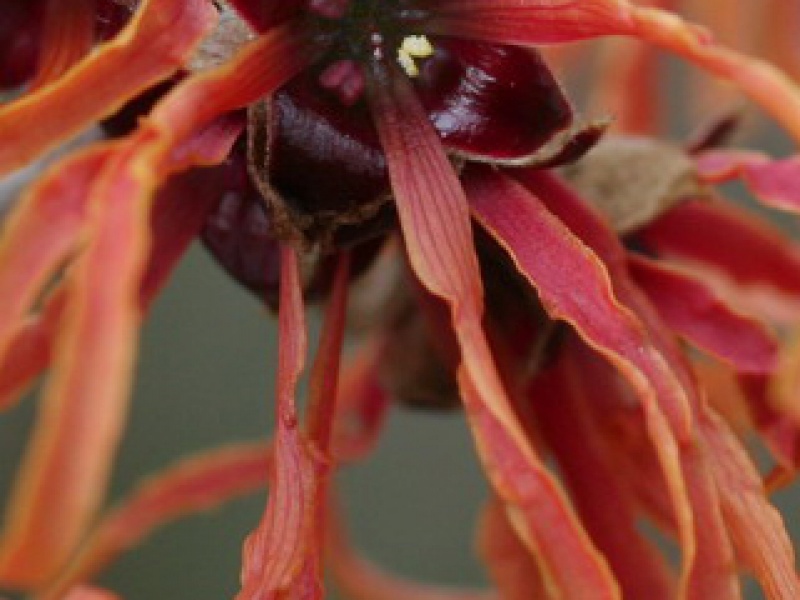 Witch-hazel, Hamamelis
