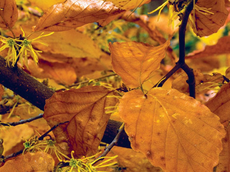 Гамамелис виргинский