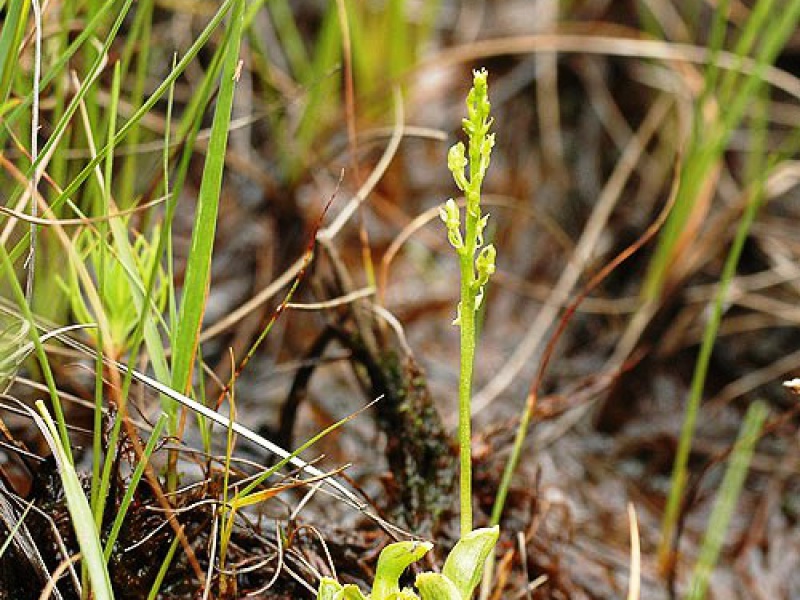 Хаммарбия болотная