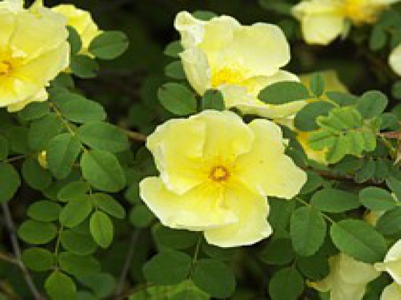 Роза Хантина