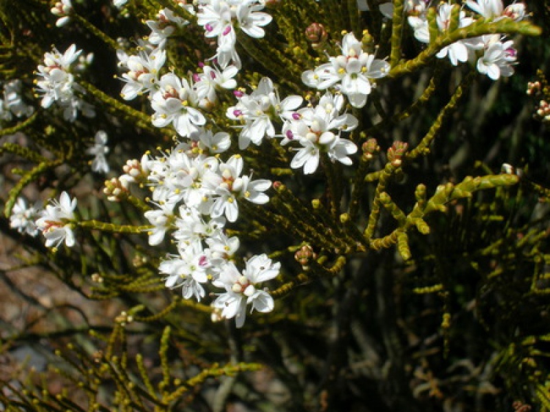 Хебе Армстронга