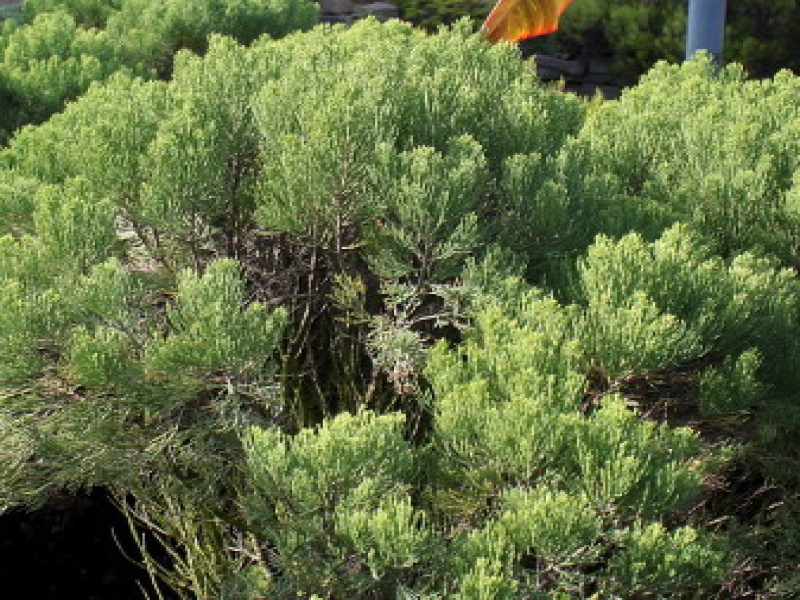 Хебе кипарисовидная