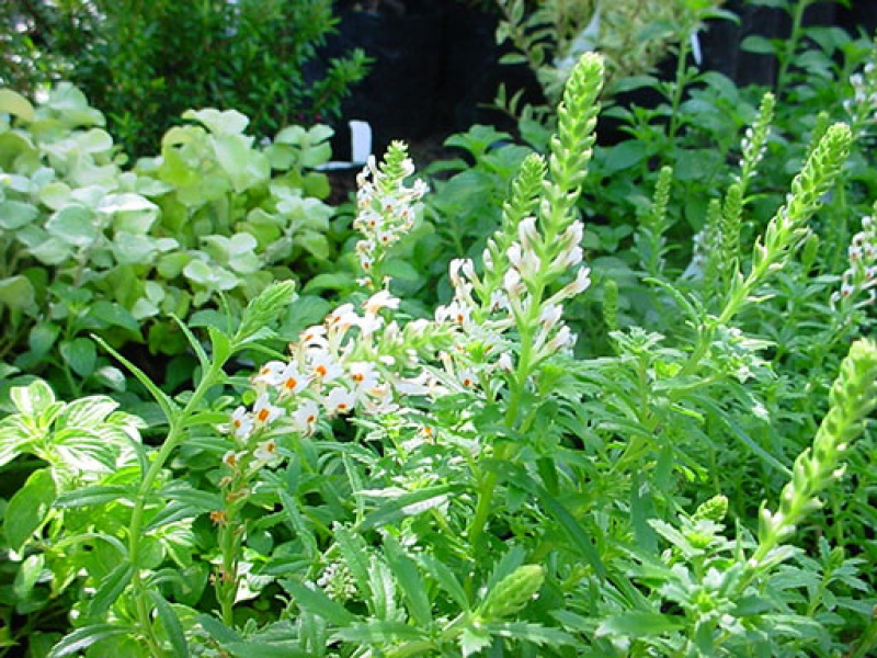 Хебенштретия