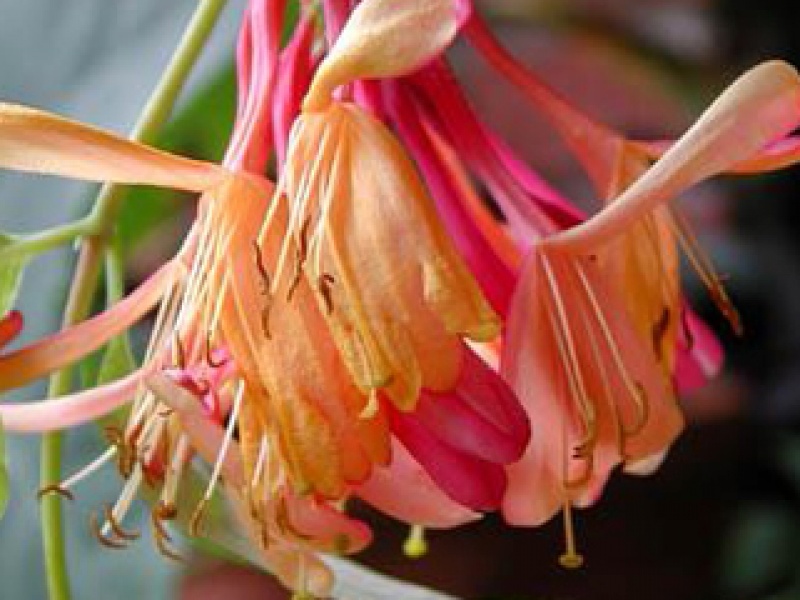 Fire honeysuckle